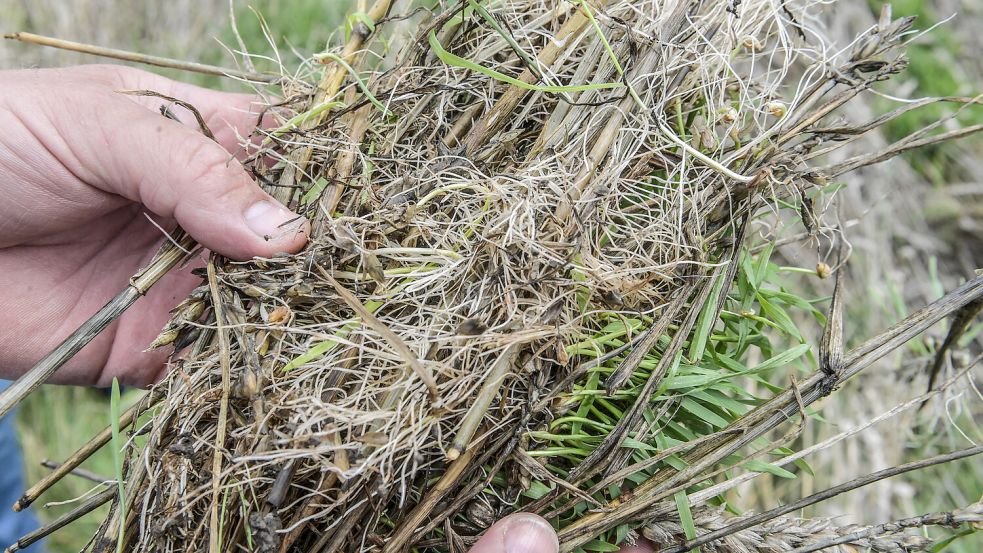 Einen traurigen Anblick bietet das Getreide, das auf den Feldern von Regen und Sturm niedergedrückt wurde. Der Korn bildet am Halm schon Wurzeln. Foto: Ortgies