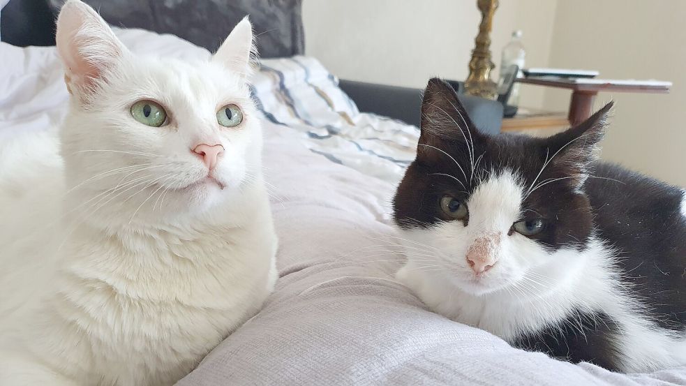 Am liebsten vermitteln die Tierheime Katzen wie Rosie und Minnie, die sich gut verstehen oder aus einem Wurf stammen, gemeinsam. Damit ist gewährleistet, dass sie in ihrem neuen Zuhause immer Gesellschaft haben. Foto: Gettkowski