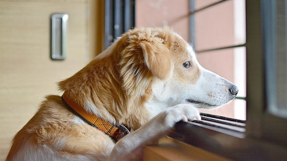Mehr als sechs Stunden sollten die Tiere nicht auf ihre Besitzer warten, wenn sie bei der Arbeit sind. Foto: Pixabay