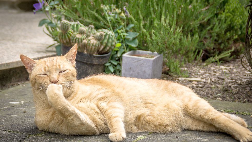 Manche Katze muss ihren Freigang genießen. Foto: Pixabay