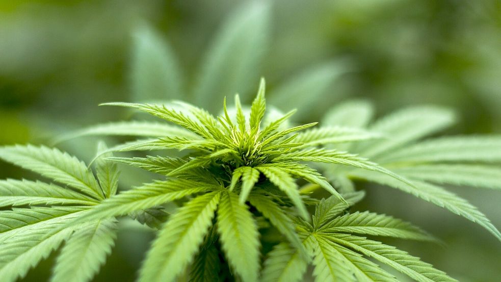 Cannabis könnte bald legal konsumiert werden. Foto: Pixabay