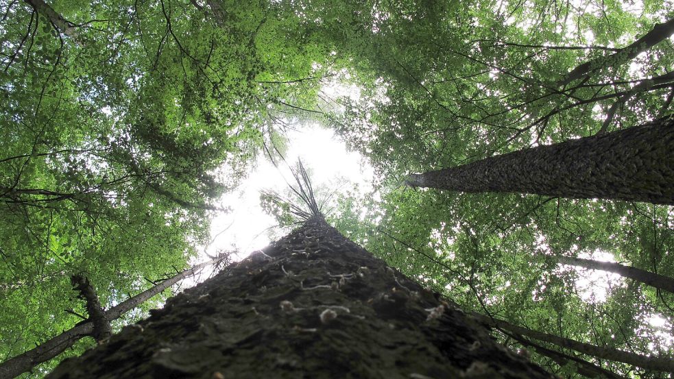 Eine Führung durch den Neuenburger Wald wird an diesem Sonnabend angeboten. Foto: Landesforsten