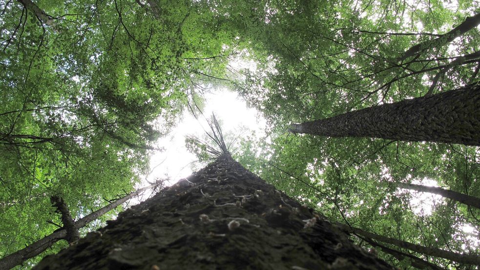 Eine Führung durch den Neuenburger Wald wird an diesem Sonnabend angeboten. Foto: Landesforsten