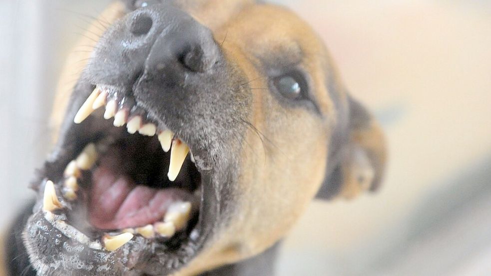 In Wahlstedt in Schleswig-Holstein wurde ein Junge von einem Hund gebissen. Jetzt sucht die Polizei die Frau, die mit dem Tier unterwegs war. Foto: dpa/Soeren Stache