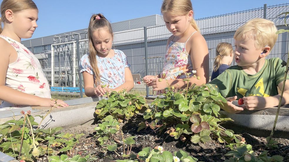 Der Unterricht der Freien Schule ist erlebnisorientiert: Dazu gehören auch Hochbeete auf dem Außengelände. Foto: H. Müller