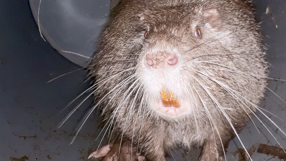 Schicksal besiegelt: eine Nutria in einer Lebendfalle. Foto: Berner/Wildmagnet/dpa/Archiv