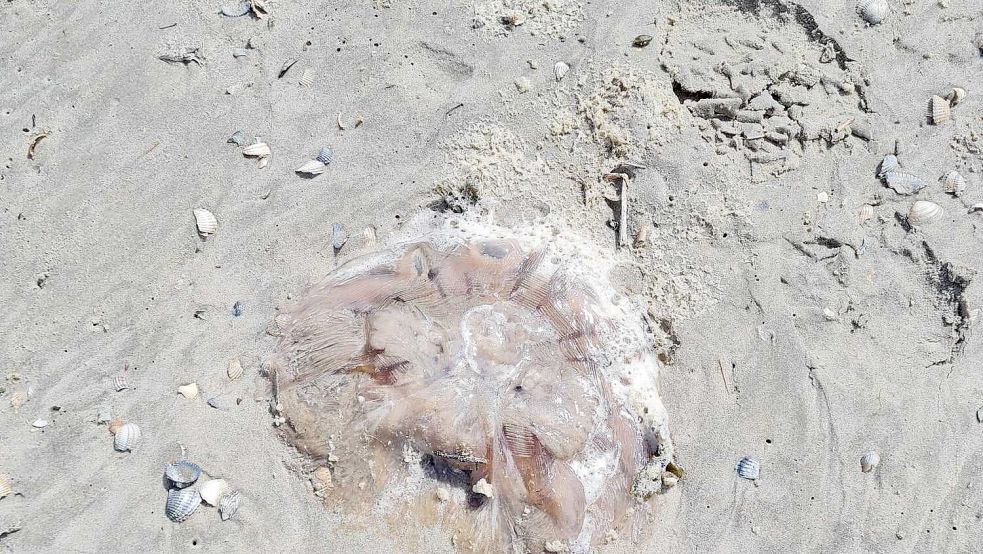 Diese Qualle strandete im Juli auf Langeoog. Sie ist so groß wie der Abdruck eines Herrenschuhs und damit noch kein besonders großes Exemplar. Die können bis zu einem Meter im Durchmesser werden. Foto: privat