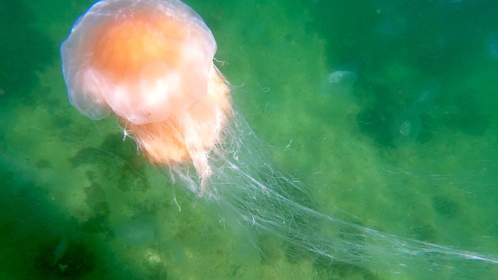 Aktuell tummeln sich nicht nur in der Nordsee die Quallen. Diese Feuerqualle wurde im Juli in der Ostsee aufgenommen. Foto: Thomas Müller/dpa