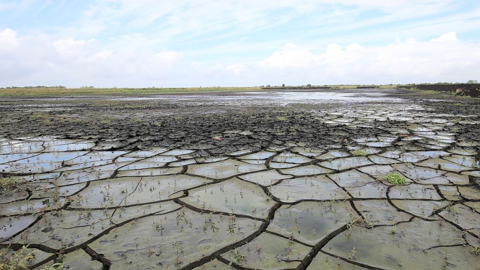 Auf den wiedervernässten Flächen kann sich der jahrzehntelang trockengelegte Moorboden wieder mit Wasser vollsaugen. Feuchte Sommer sind für ihn ein Segen. Foto: Böning