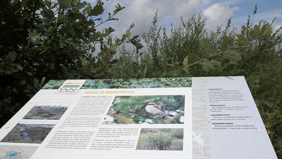 Infotafel am Projektgebiet: Der darauf abgebildete Vogel Neuntöter gehört zu den Leitarten der Moorflächen. Er ist vor allem durch sein Verhalten bekannt, Beutetiere auf Dornen aufzuspießen. Foto: Böning