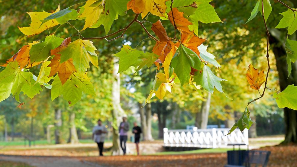 Im Oktober gibt es auf dem Areal der Evenburg einiges zu erleben. Foto: Ortgies/Archiv