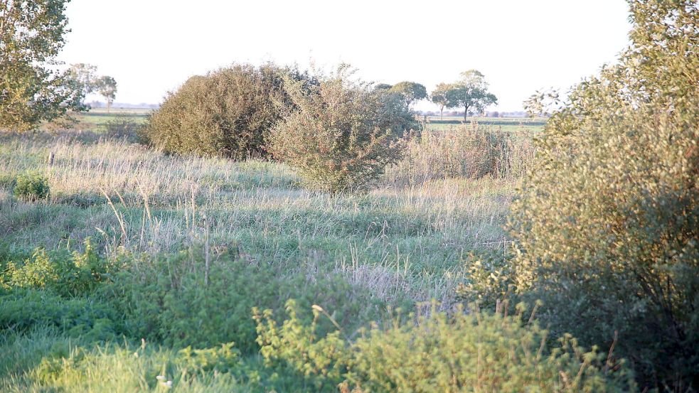 Rund um den Kolk hat sich eine dichte Röhrichtfläche und ein Bewuchs mit Büschen und Bäumen entwickelt. Hier finden nicht nur Singvögel, sondern auch Jäger wie Fuchs und Marder Unterschlupf. Foto: Gettkowski