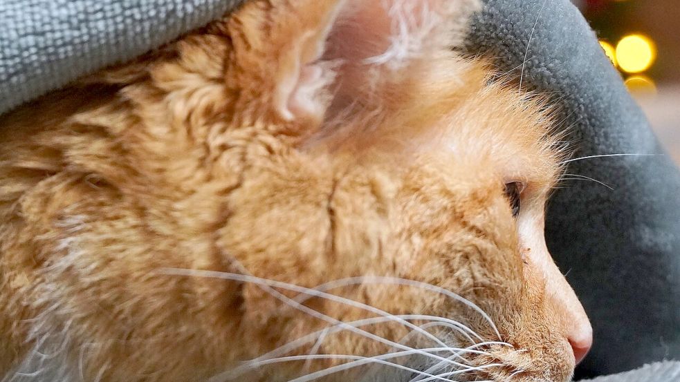 Die Silvesterzeit mit Böllerschüssen und Raketen ist für Tiere stressig. Foto: Pixabay