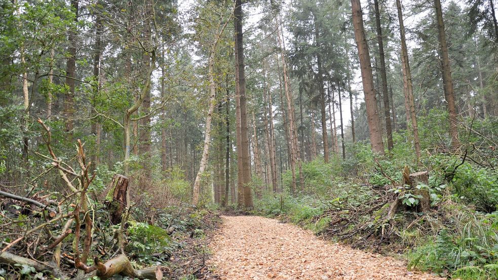 Ein Wegenetz führt durch den Teil des Carl-Georgs-Forstes, in dem künftig Waldbestattungen angeboten werden. Foto: Ullrich
