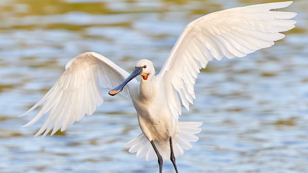 Der Löffler steht in diesem Jahr im Mittelpunkt der Zugvogeltage. Foto: Holger Onnebrink