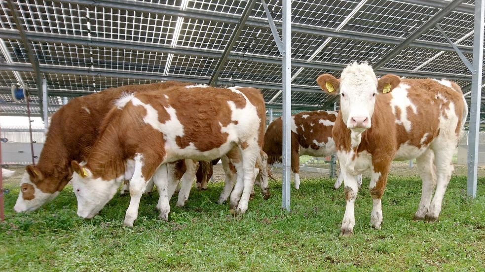 Eine Agri-PV-Anlage, die Rinder als Unterstand nutzen können. Foto: SUNfarming Agri-PV, Rathenow