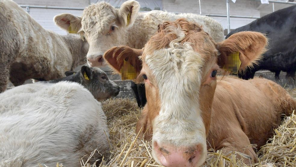 Der Viehmarkt in Leer wird von Tierschützern kritisiert. Foto: Ortgies/Archiv