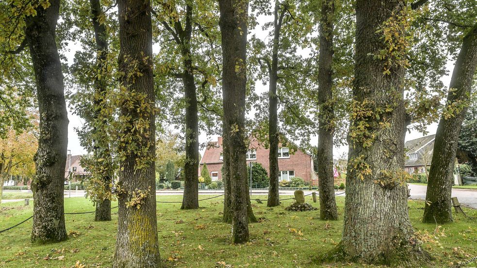Die 13 Eichen von Wiesens sind eigentlich nur zwölf. Foto: Ortgies