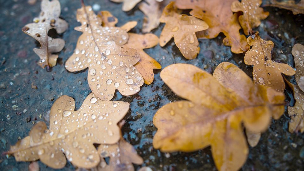 Der Schlecht-Wetter-Trend geht auch in der Woche weiter. Es bleibt grau und nass. Foto: dpa/Christoph Schmidt