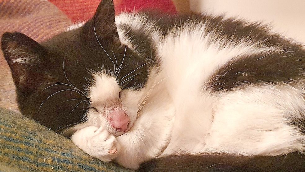 Viele Hunde und Katzen haben Angst vor Böllern und Silvesterraketen, dass sie sich nicht raustrauen und sich verängstigt in der Wohnung verstecken. Foto: Gettkowski