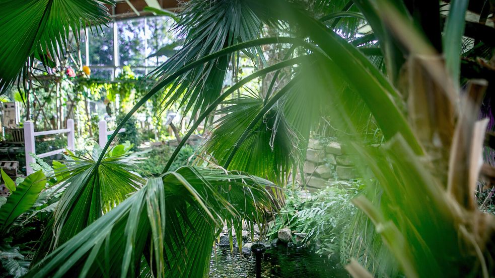 Die Blumenhalle in Wiesmoor mit ihrer Außenanlage, dem Gartenpark, setzt jede Veranstaltung in einen ganz neuen Kontext. Was ist dort 2024 geplant? Foto: Cordsen
