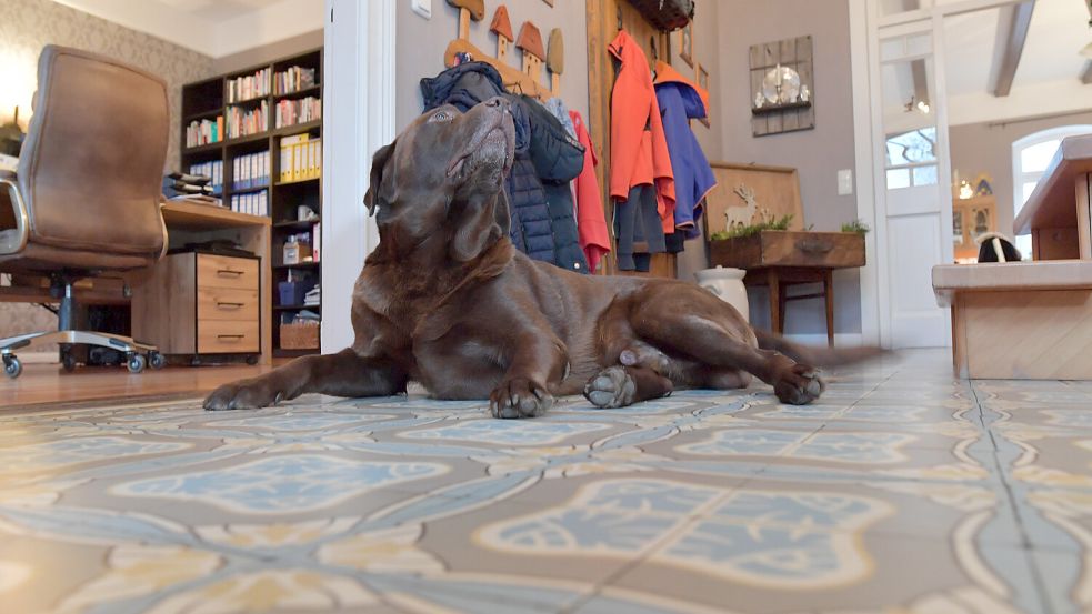 Der Hofhund nimmt die Welt aus seiner ganz speziellen Perspektive wahr.
