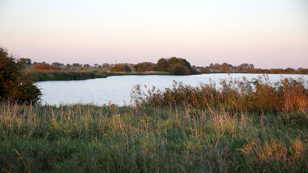 Auch die Röhrichtflächen rund um den Kolk, sollen laut Schulte entfernt werden, damit Prädatoren dort keinen Schutz finden. Foto: Gettkowski