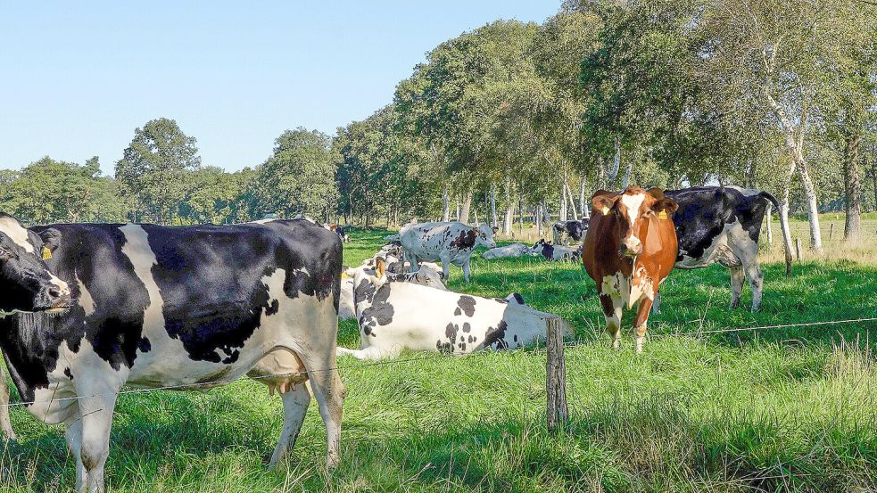 Mehr Ostfriesland geht kaum: Betrachter können im Video den Kühen auf der Weide bei Hesel stundenlang zusehen. Foto: Ostfriesland Travel
