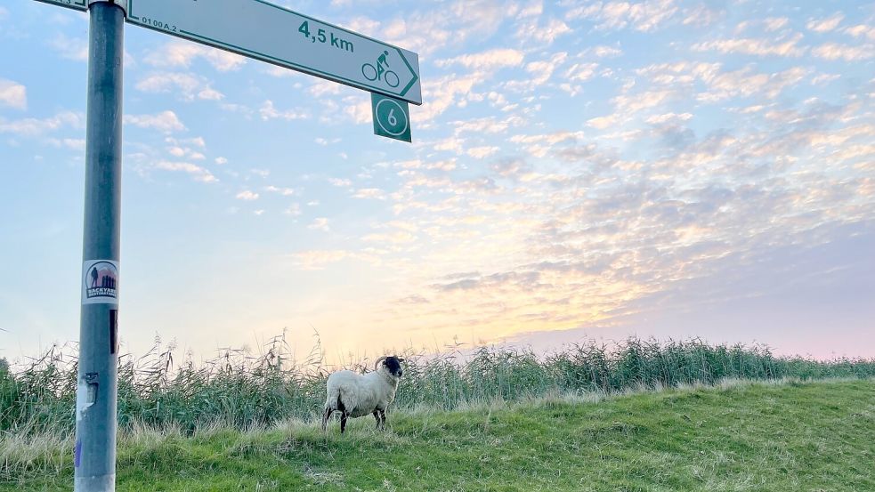 Ostfriesland hat fünf große Radverkehrs-Routen mit 3500 Kilometer Wegen. Foto: Archiv