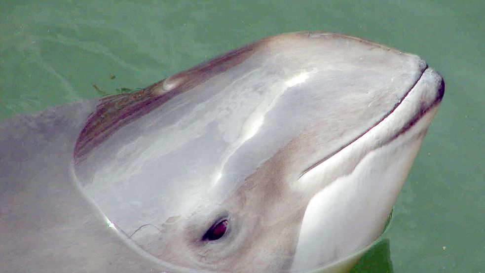 Wie viele Schweinswale es in der Nordsee gibt, ist laut Nationalpark Wattenmeer nicht sicher. Foto: Wolfgang Runge/dpa