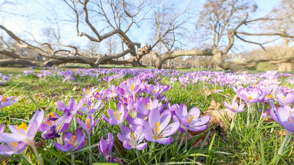 Blühende Krokusse: Ein weiteres Anzeichen für den herannahenden Frühling. Foto: IMAGO/localpic