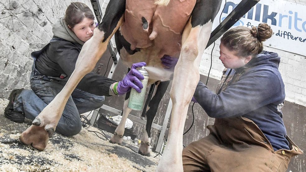 Feinschliff vor der Excellent-Schau: Josefa Henkelmann (links) und Fenna Gödeker bereiten eine Kuh für den Wettbewerb vor. Foto: Ortgies