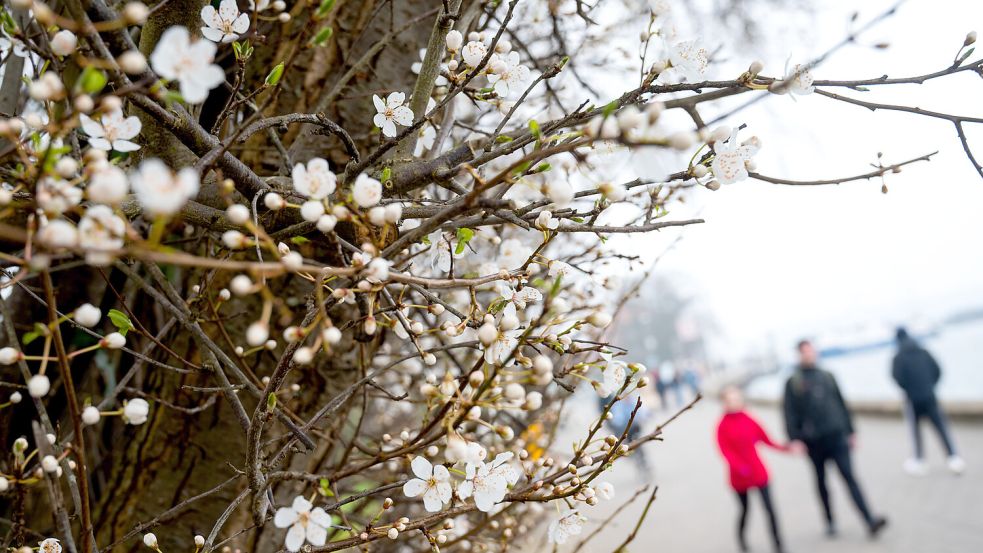 Das Wetter in den ersten Märztagen geht wechselhaft mit vielen Wolken weiter. Foto: dpa/Daniel Bockwoldt