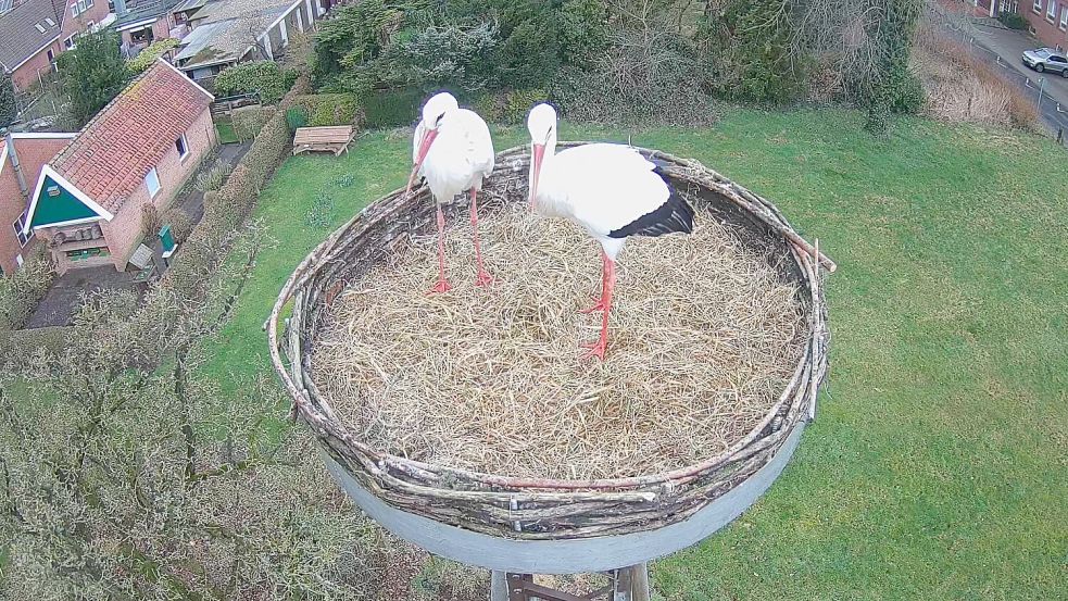 Ihr Nest auf dem Hof des Heimat- und Bürgervereins bereits wieder bezogen hat das Storchenpaar Lukas und Lisa in Aschendorf. Foto: Gerd Bohse