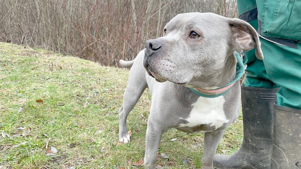 Berliner Tierheim-Schicksal: Der Staffordshire Blue verträgt sich nicht mit anderen Hunden - weil seine Rasse für Hundekämpfe gezüchtet wurde. Foto: Daniel Benedict