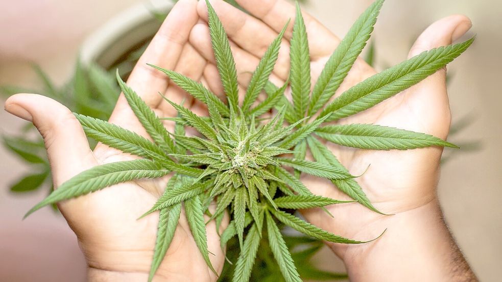 Der Cannabis-Konsum sowie der nicht-gewerbliche und regulierte Eigenanbau soll ab dem 1. April für Erwachsene legal sein. Verkaufsstellen gibt es dann aber noch nicht. Symbolfoto: Pixabay