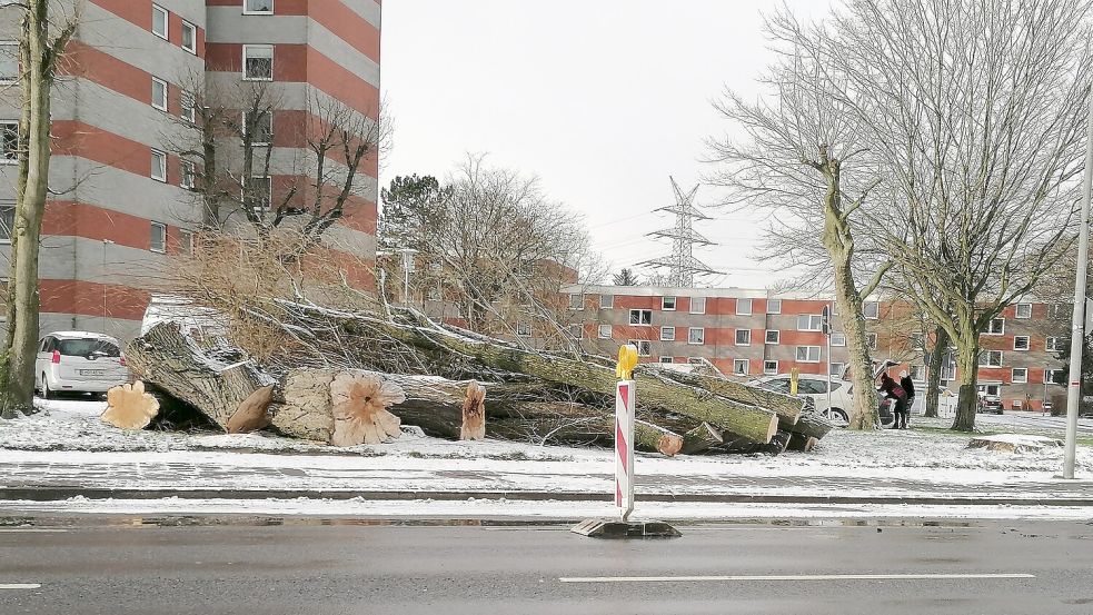 Im Januar 2024 wurden zahlreiche Bäume bei der Leuschner-Siedlung in Borssum gefällt. Foto: Privat/Archiv