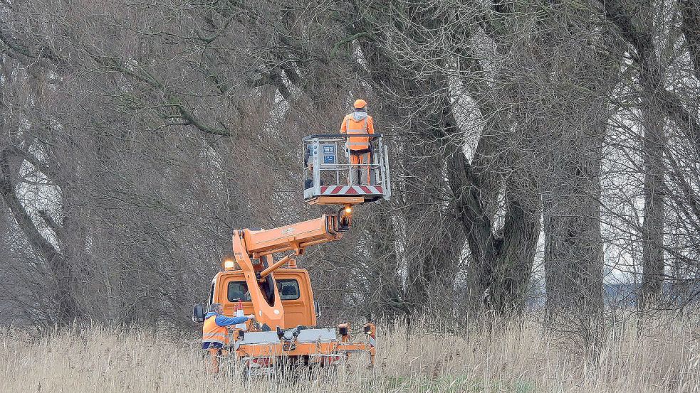 In Twixlum sorgte die Rodung von 14 Weiden schon im Januar 2023 für hitzige Diskussionen. Im Dezember verschwanden weitere elf Bäume. Foto: F. Doden/Archiv