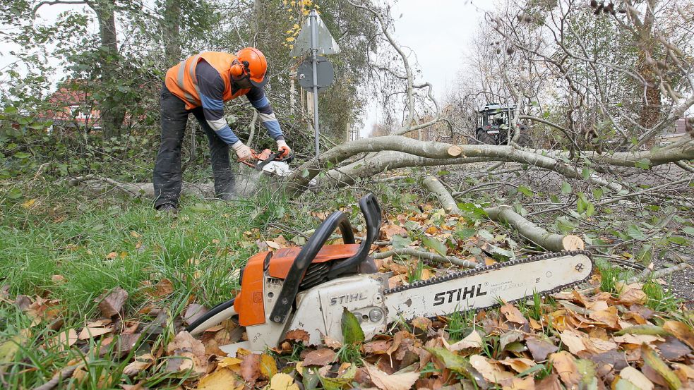 Durch eine verschärfte Baumschutzsatzung in Emden sollen weniger Bäume gefällt werden dürfen. Foto: Ortgies/Archiv