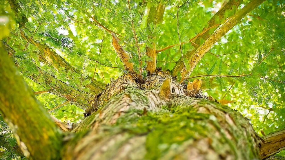 Ältere Bäume haben einen höheren ökologischen Wert als Jungbäume. Symbolfoto: Pixabay