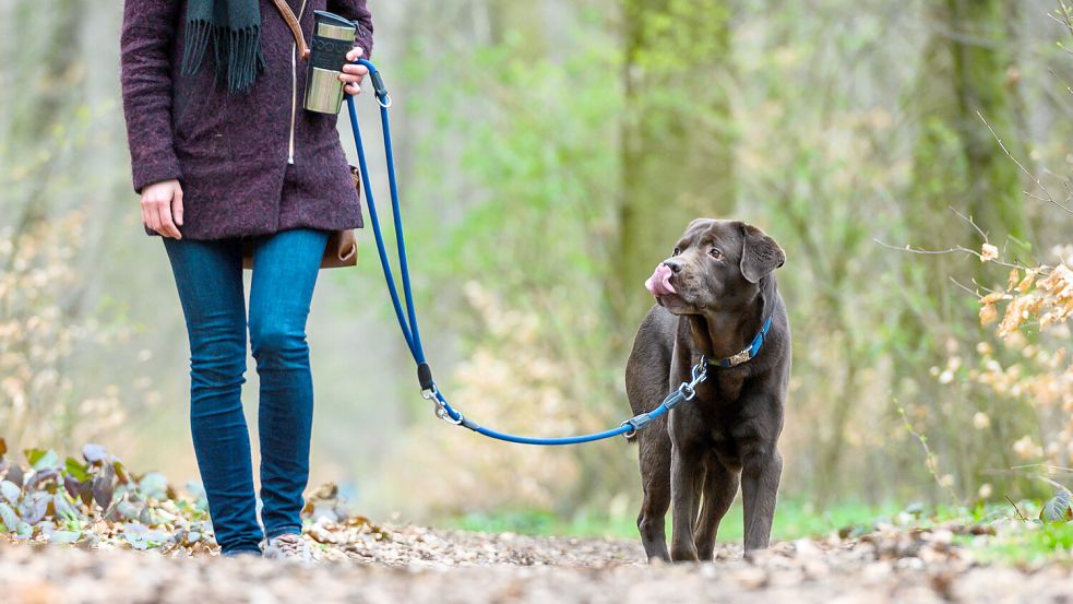 Auch im Wald müssen Hunde derzeit angeleint werden. Foto: Christophe Gateau/dpa