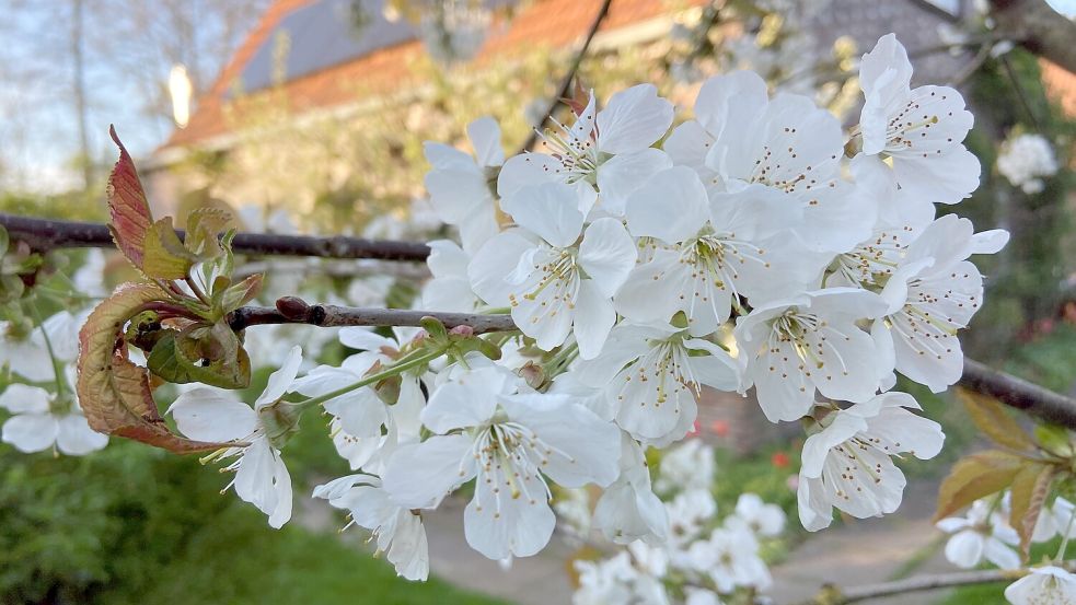 Recht zeitig in diesem Jahr ist die Kirschblüte in Ostfriesland Foto: Melanie Hanz