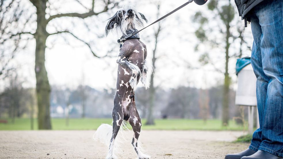Der Chinesische Schopfhund, hier im Symbolbild, ist auch in Aurich gemeldet. Foto: dpa/Rumpenhorst