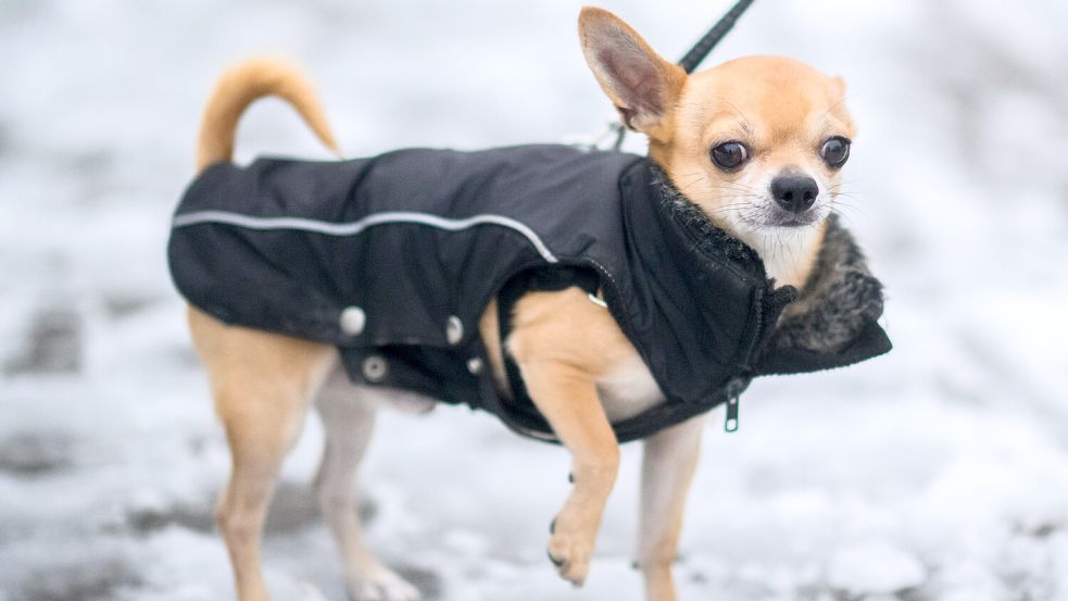 Der Chihuahua (hier im Symbolbild) wird gern gut gegen Kälte geschützt. Foto: dpa/Stratenschulte