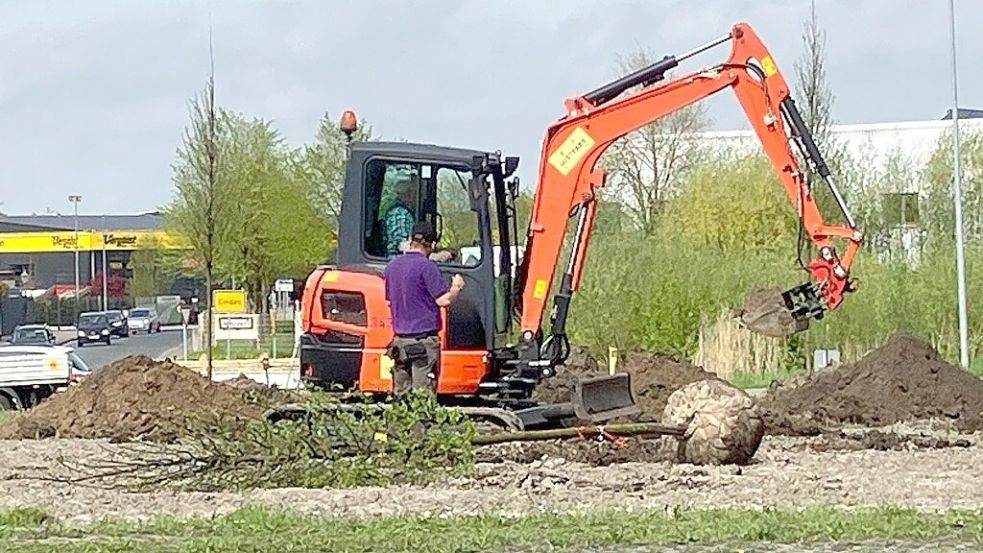 Elf Bäume setzen die Mitarbeiter von Gartenwelt Klock in den Boden beim VW-Kreisel. Foto: F. Doden