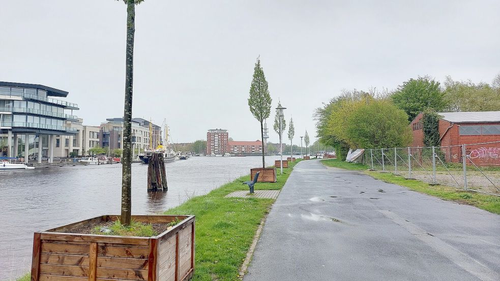 Acht Säulen-Hainbuchen stehen an der Alten Heringsfischerei. Sie waren erst im Mai 2023 aufgestellt worden. Einige von ihnen sollen nun eingepflanzt werden. Foto: Hanssen