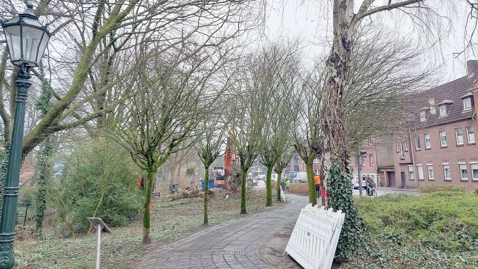 Die Bäume der Allee müssen weichen. Das Bild ist gegen 11.30 Uhr entstanden. Foto: Hanssen