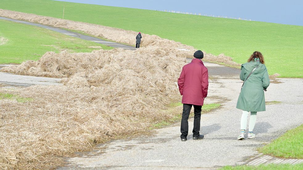 Knapp 20.000 Kubikmeter Teek wurden in den vergangenen Monaten an den Deich der Krummhörn gespült. Dieses Foto ist in der Nähe des Pilsumer Leuchtturms entstanden. Foto: Wagenaar