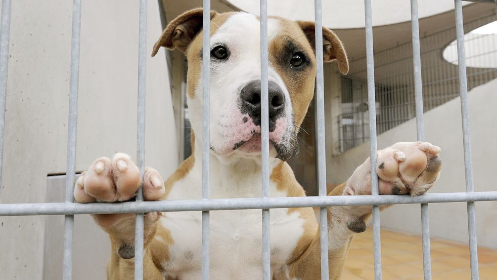 In Norden wurde ein schwerkranker Hund am Straßenrand gefunden. Hierbei handelt es sich um ein Symbolfoto. Foto: Jensen dpa/lbn