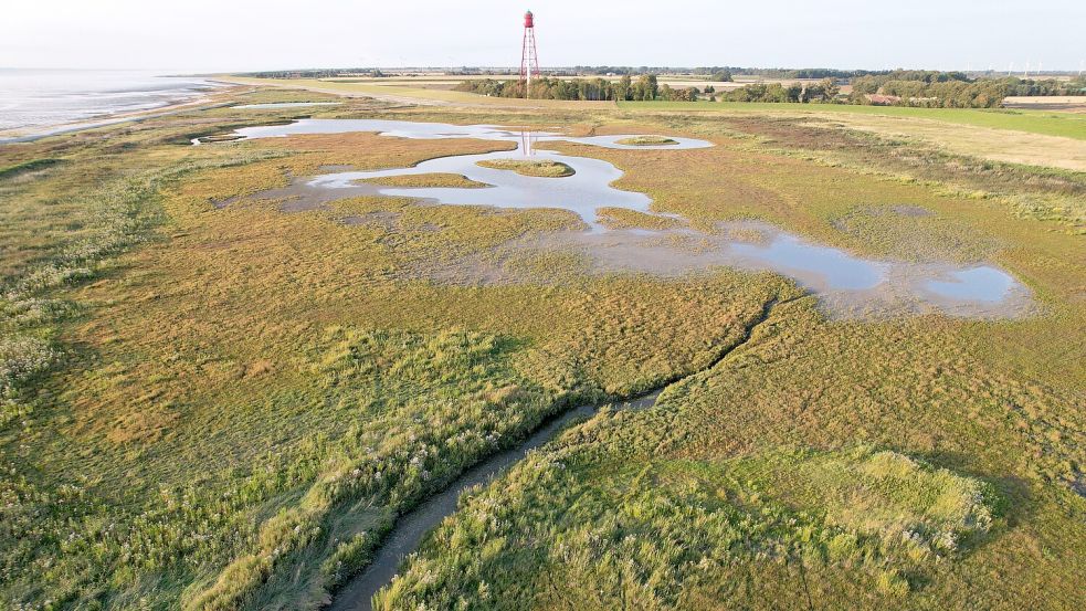 Am Campener Leuchtturm ist ein einzigartiger Lebensraum für Pflanzen und Tiere entstanden. Die Sandentnahme für den Deichbau war dort damals diskutiert worden. Foto: Hans-Wilhlem Lindners / Ecoplan